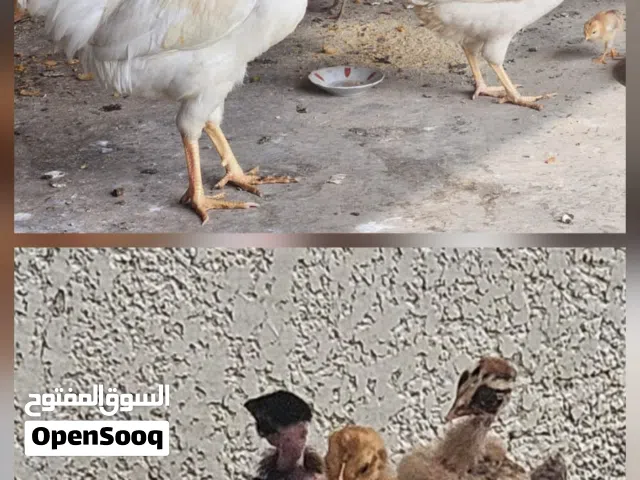ديج ودجاجه