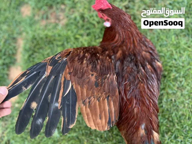 ثلاتة فروج رود امريكي درجة اولى ربي يبارك عمر 7شهور حجم ووزن ونظافة حجم كبير ومزااااال يكبر هلباا