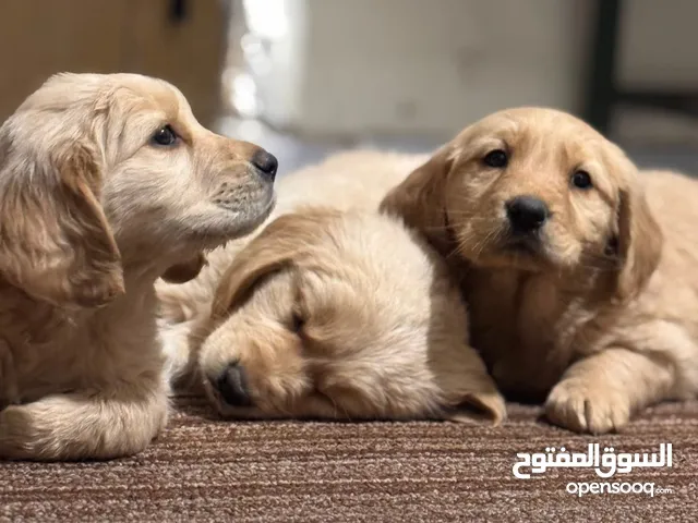 كلاب golden retriever