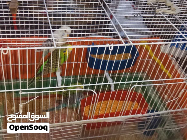 طيور حب  شغالات