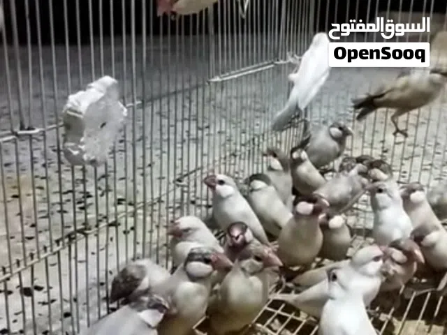 زيبرا بوده صحتها الله يبارك 15 طرف السعر 50 دينار الطرف جمله على 40