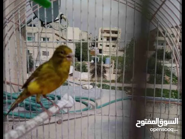 جوز كنار ملطش