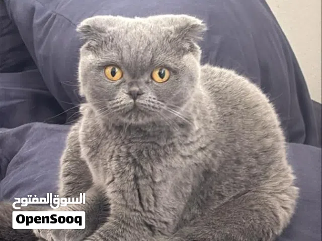 قططه انثي عمرها 6اشهور