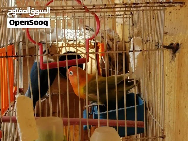 زوج عصافير فيشر دكر ونتاية ماشاء الله شغالين