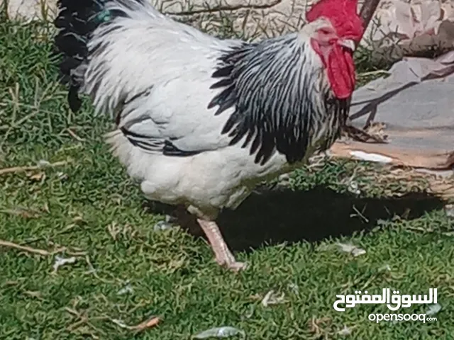 كوبيه دجاج سايكس طوق