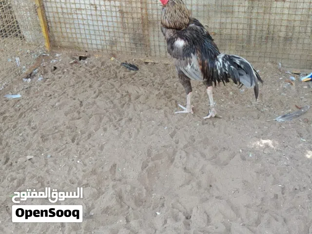 للبيع ديك تايلندي