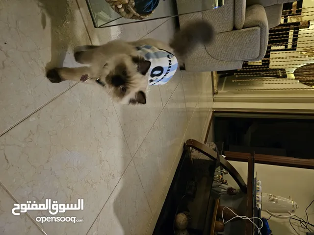 هملايا شوكلت،، مع جميع المسلزمات