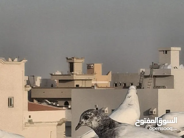 حمام باكستاني صحه جيده منتج للبيع اي جوز