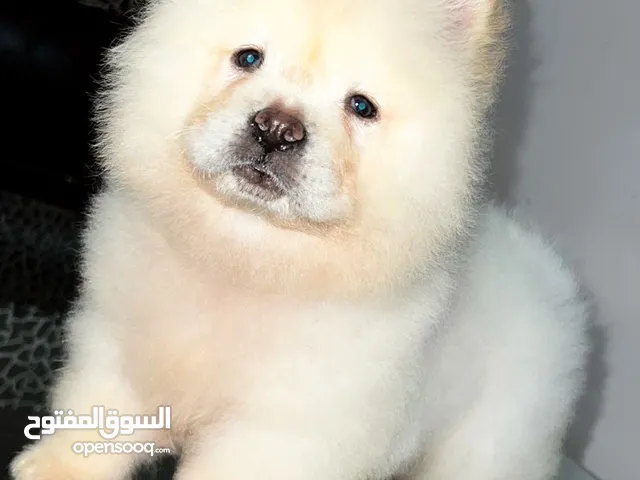 chow chow chiot age 45 jeur