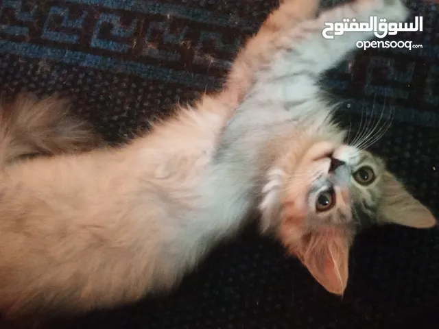 قطه شيرازي للبيع
