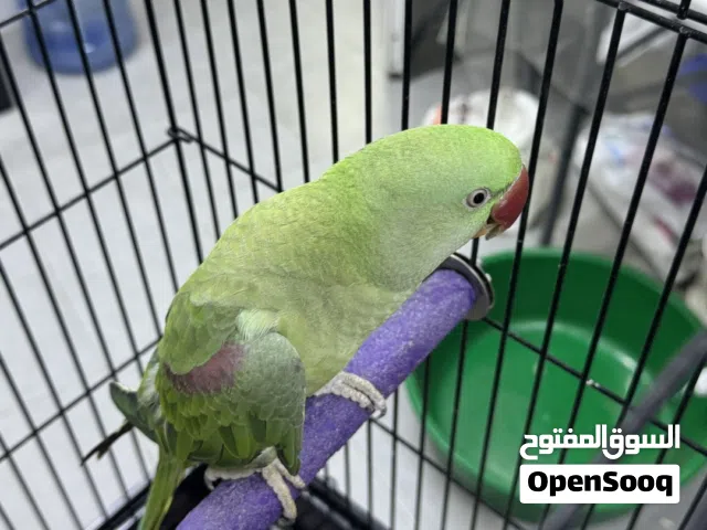 ببغاء درة نيبالي