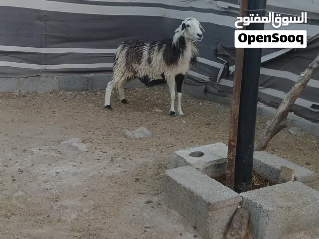 جاعده عمانيه