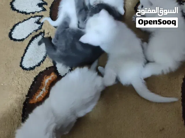 قطط منزليه للبيع تابع الوصف صغار وكبار