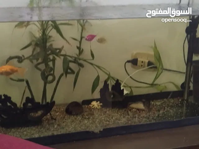حوض سمك للبيع