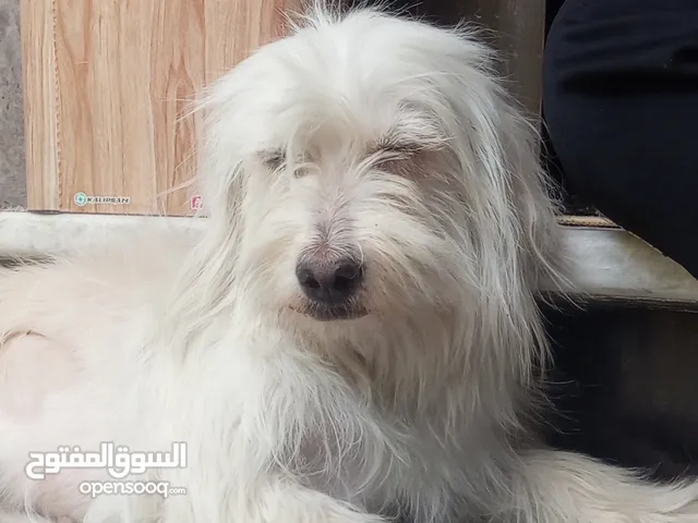 كلب نضيف وحلو للبيع