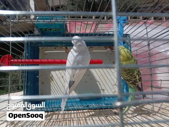 طيور حب للبيع