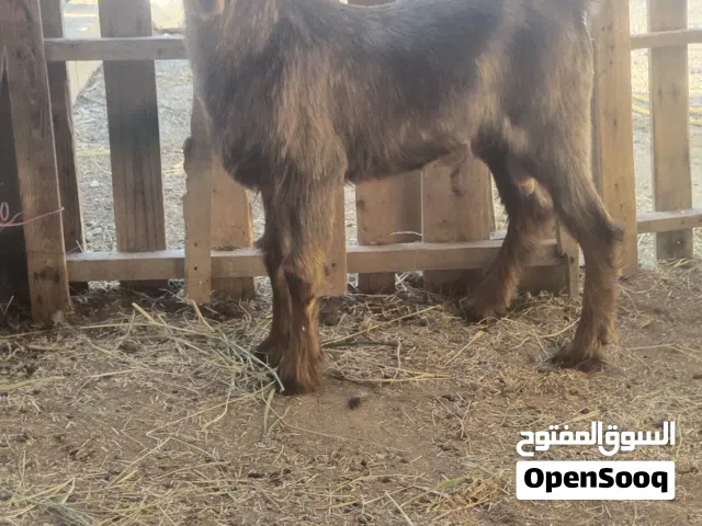 للبيع تيس عماني