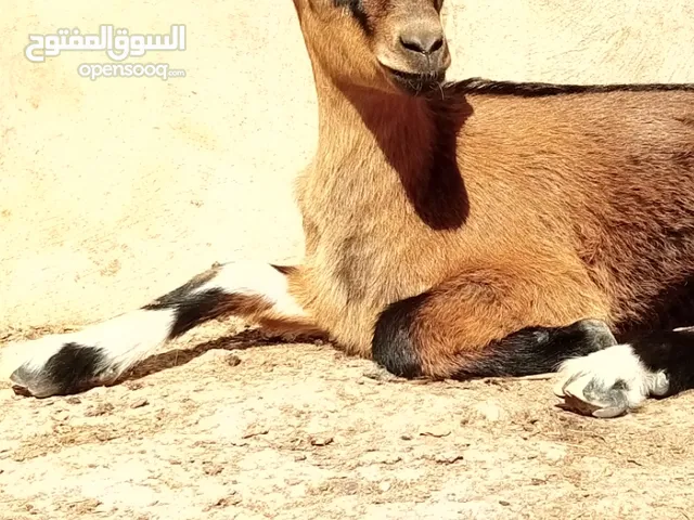 عنزتين وتيس البينو اصلي للبيع