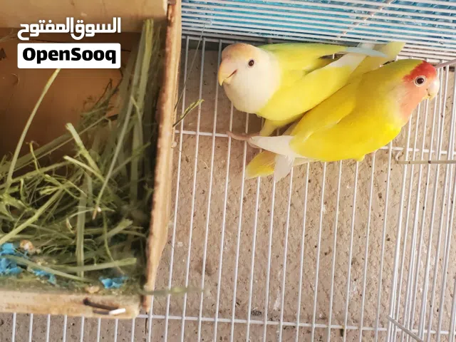 طيور راز منتجات