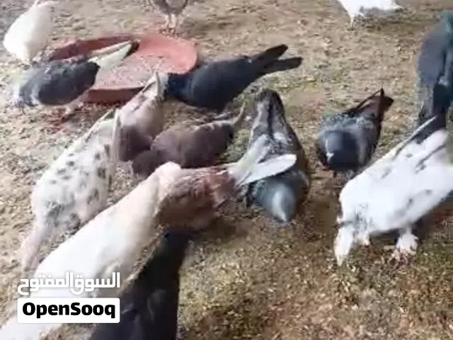 حمام بلدي وأجنبي من 15 ل20 جوز