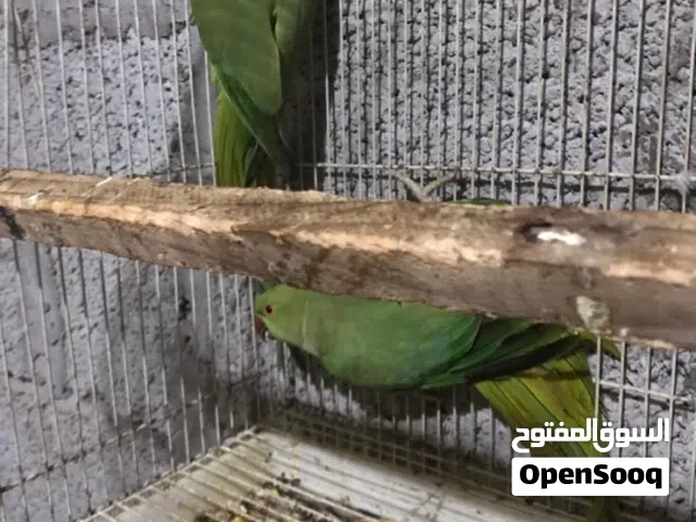 دره للبيع  إنتاج الموسم