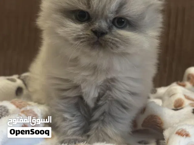 قطط راغدوال  بيور و هملايا بصحة جيدة تربية منزل عمر شهرين لعوبين ومتعلمين على كل شيئ