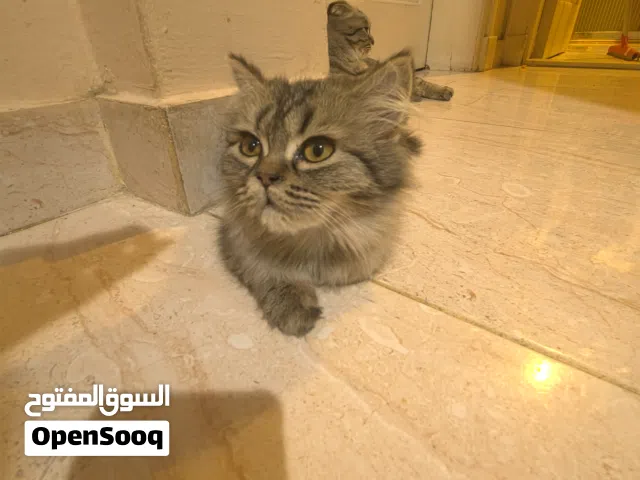 قطة سكوتش ستريت أنثى