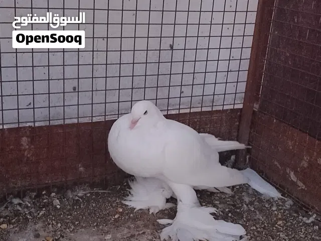 حمام نفاخ نثيه