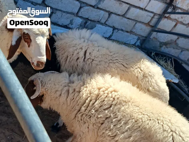 تلاتة خرفان ثلوتيات العمر 8شهور