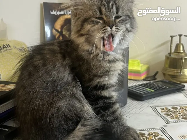 قطة شرازي أنثى