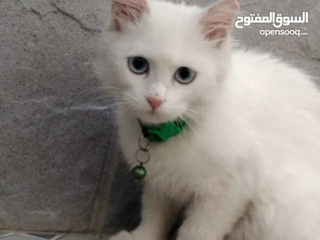 قطه للبيع بدون امراض