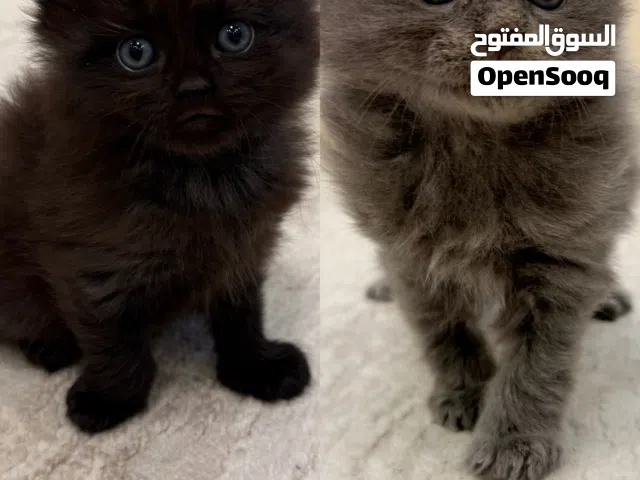 قطط مكس برتش مع سكوتش