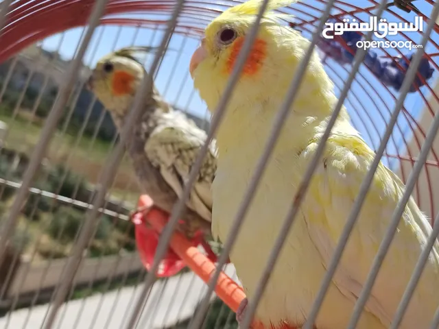 عصافير كوكتيل للبيع حبات جامبو ونضيفه