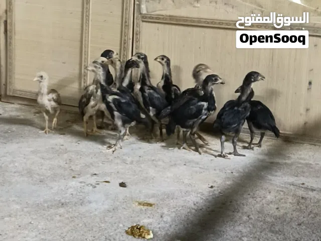 هراتي افراخ رس نقي ماخذ لقاح الماني +شامو الماني +الماني +تركي 13فرخ الجناي يراسلني امهاتهن اصايل فك
