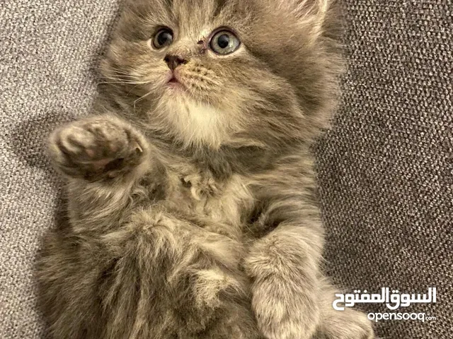 ذكر وانثى شيرازي بيور'اصل'الوان رمادي بني عمرهم شهر ونص دبدوبيت نظيفين اليفين وصحتهم فل الفل