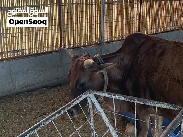 للبيع بقره عمانيه عشار في الشهر السابع قرب الثامن ماشاءالله عمرها سبع سنوات تواصل واتساب فقط قابل لل