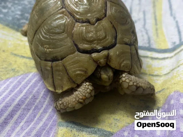 سلحفاه صحراويه ولد للبيع