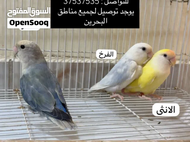 زوج لافبيرد منتج مع فرخ من انتاجه