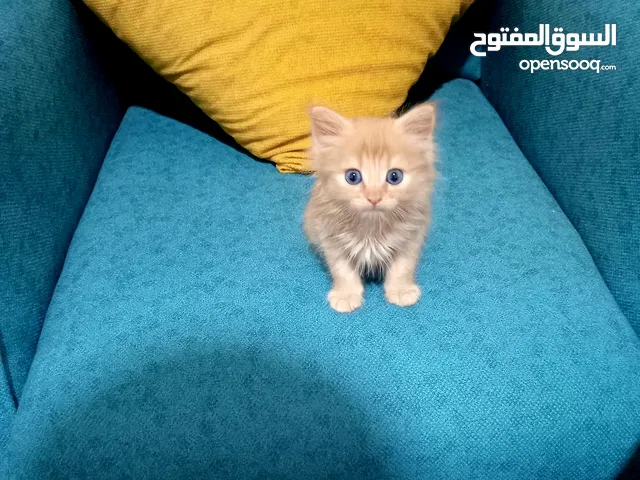 قط مواصفات عاليه مطاعم تطعيمة الامراض واعطيه حبه الديدان
