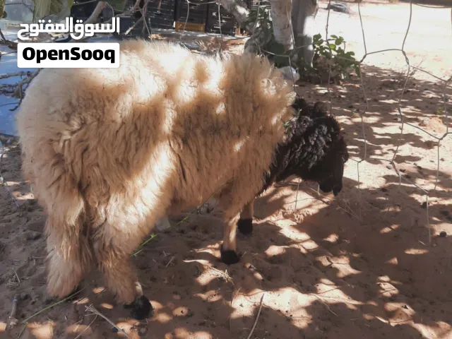 فطيمه برقاويه