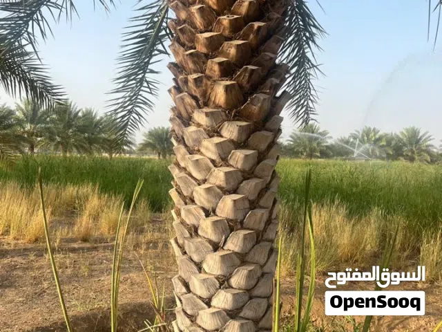 نخيل وفسائل خلاص للبيع