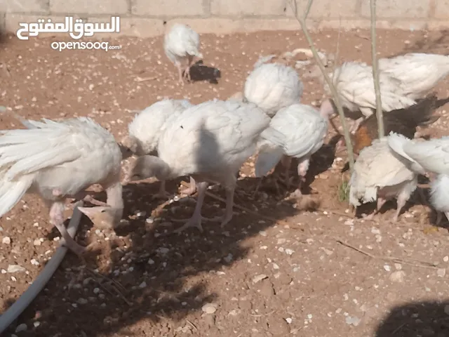 موجود حبش العمر شهرين5