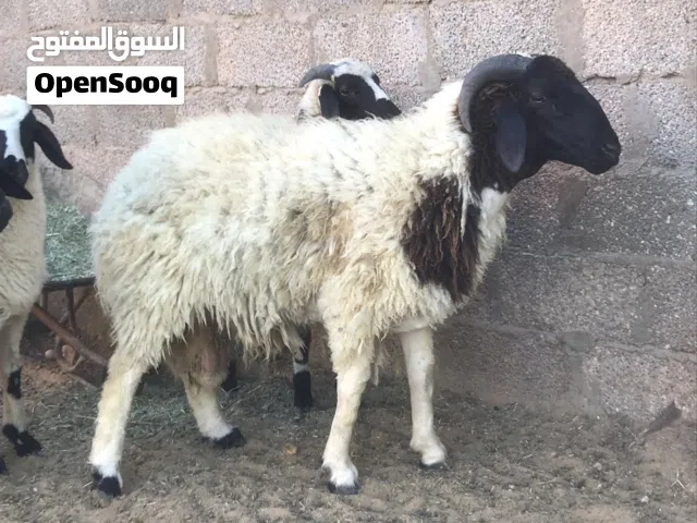 خروف ثني الله يبارك