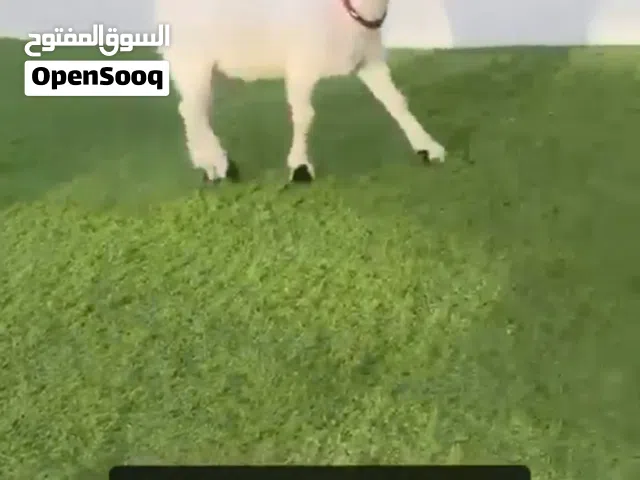 ماعز القزم الامركي