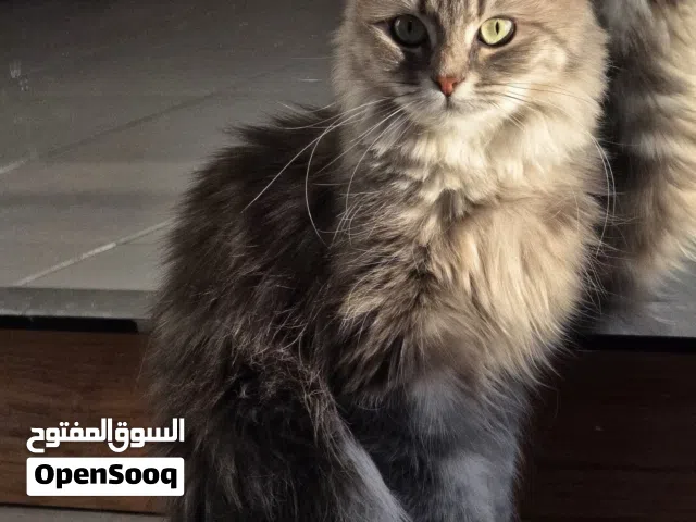 قطة شيرازي أنثى للتبني العمر سنه و نص بس حجمها صغير