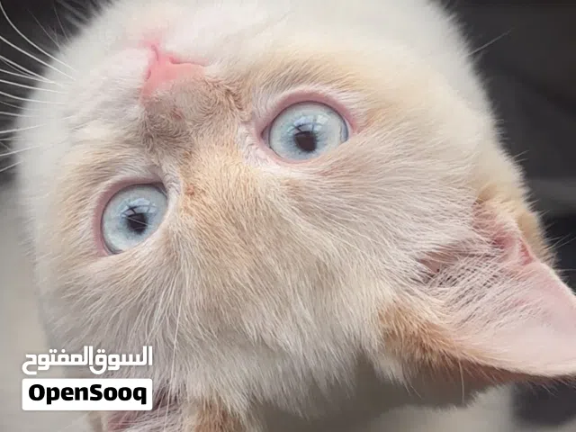 قط سكوتش ستريت ابيض و بيج للبيع مع قفص التنقل و الليتر بوكس. لعوب جداً و محبوب.