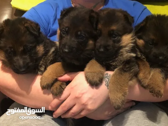 Cute German Shepherd Puppies