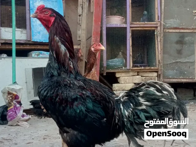 السلام عليكم دجاج هندي للبيع بسعر مناسب(البيع كلهن سويه)