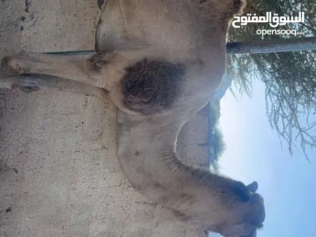 بعير باطني للبيع
