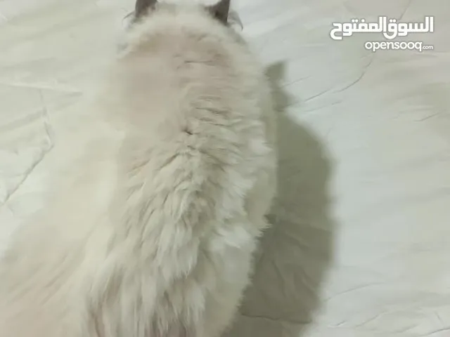 قطة منزليه